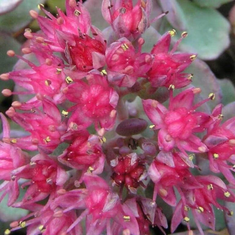Flowers Sales Store -Flowers Sales Store sedum cauticola lidakense 2 sw 768x768 1